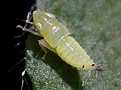 Leafhopper (nymph)